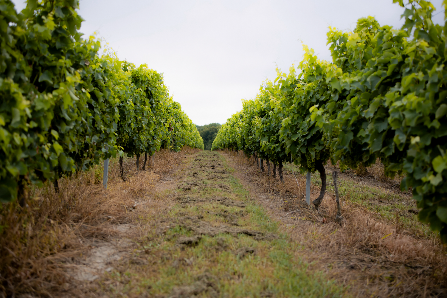 Vignes Baco Bas-Armagnac Mauleon d'Armgnac